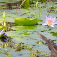 Water lilies in the river valley