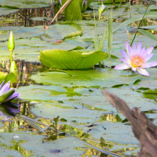 Water lilies in the river valley