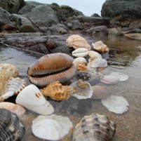 Elysium Beach KZN Seashells