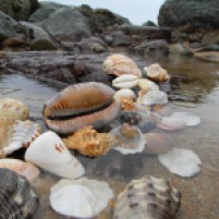 Elysium Beach KZN Seashells