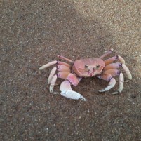 Early mornings and late evenings hundreds of crabs leave their holes in the sand and run into the waves