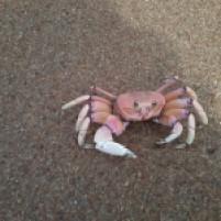 Early mornings and late evenings hundreds of crabs leave their holes in the sand and run into the waves