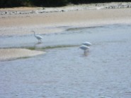 TC Robertson Nature Reserve Egrets