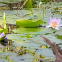 Water lilies in our secret pond deep down in the river valley