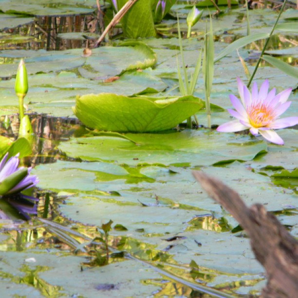 Water lilies in our secret pond deep down in the river valley