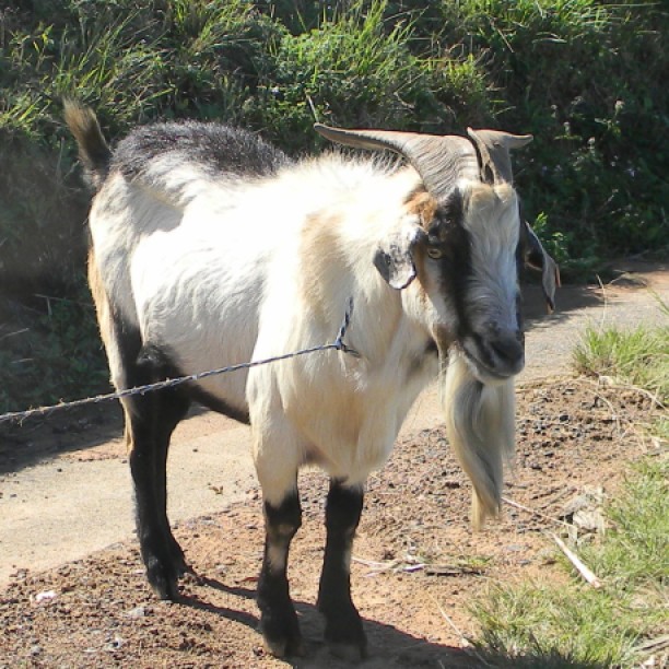Goat next to the N2 freeway KZN