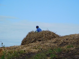 The herder is taking a break on a pile of sugar cane