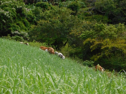 Nguni cattle in a sugar cane field