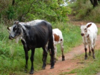 Nguni cattle being herded along the road
