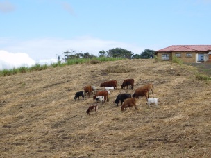 Nguni cattle grazing in a harvested sugar cane field