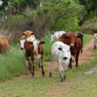 Nguni cattle following us on River Sand Road