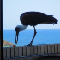 woolly-necked-stork