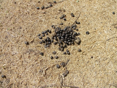 Antelope dung in the Suikerbosrand Nature Reserve