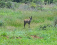 Antelope grazing in the Suikerbos Nature Reserve in summertime