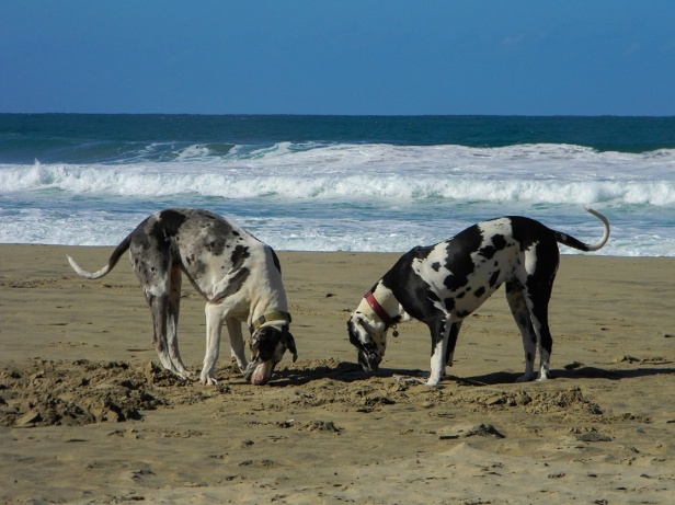 Watching dogs at play on the beach