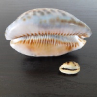 Cowry shell
