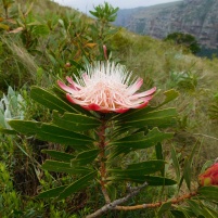 Protea growing wild next to the stone pathway to the caves - Lake Eland Nature Reserve
