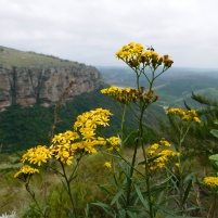 Wildflowers on the plateau edge of the Oribi Gorge - Lake Eland Nature Reserve