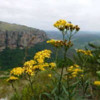 Wildflowers on the plateau edge of the Oribi Gorge - Lake Eland Nature Reserve