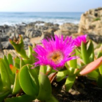 Succulent groundcover with bright pink flower (vygie)