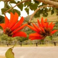 Orange Coral tree flowers