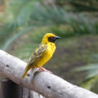 Male Masked African Weaver with bright yellow feathers