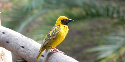 Male Masked African Weaver with bright yellow feathers